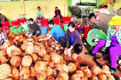 Chế biến các sản phẩm từ dừa tại tỉnh Vĩnh Long đã tạo nhiều việc làm cho lao động nông thôn.