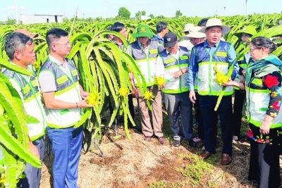Mô hình khuyến nông hai cấp đi vào hoạt động ổn định sẽ phát huy hiệu quả tích cực trong sản xuất nông nghiệp.