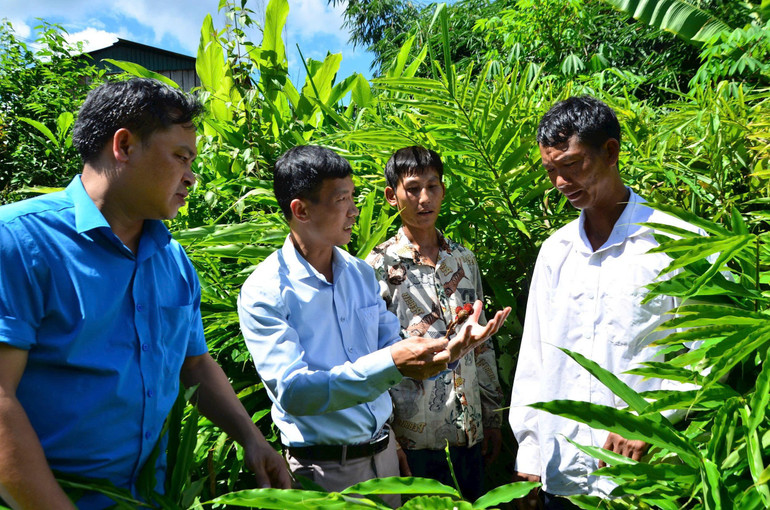 Cán bộ Đảng ủy xã Pa Ủ trao đổi với lãnh đạo Chi bộ bản Pha Bu về thu hoạch cây sa nhân tím, bảo đảm chất lượng và hiệu quả dược liệu. z6904613476550-abc8733120313d6b577aa3223e6b5c0c.jpg