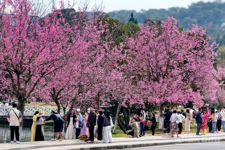 Những không gian hoa mai anh đào trên phố núi Đà Lạt nở rộ, sắc hoa như "môi hồng người mình yêu" làm bao tâm hồn lữ khách ngẩn ngơ, say đắm.