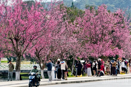 Phố núi Đà Lạt quyến rũ trong sắc hoa mai anh đào đang đến độ mãn khai.