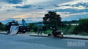 Cán bộ thú y đưa lợn dịch bệnh ra khu vực bãi sông Trà Khúc xử lý vì không có nơi chôn lấp, tiêu hủy.