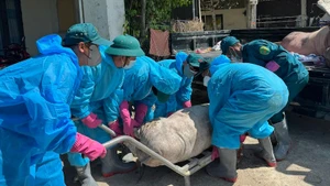 Tỉnh Quảng Ngãi tập trung ngăn chặn dịch tả lợn châu Phi.