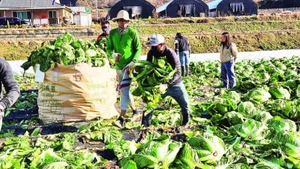 Công nhân nước ngoài làm việc tại một trang trại ở Chungcheongbuk-do, Hàn Quốc. (Ảnh Korea.net)