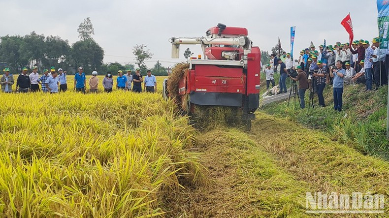 Trình diễn máy gặt tuốt liên hợp kết hợp băm rơm rạ.