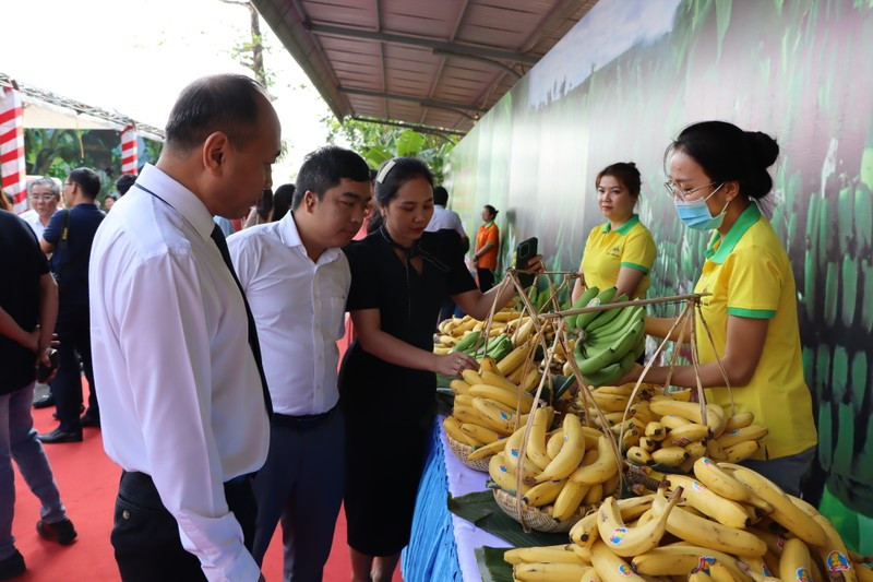 Chuối là một trong những mặt hàng trái cây có nhiều tiềm năng xuất khẩu sang Nhật Bản.