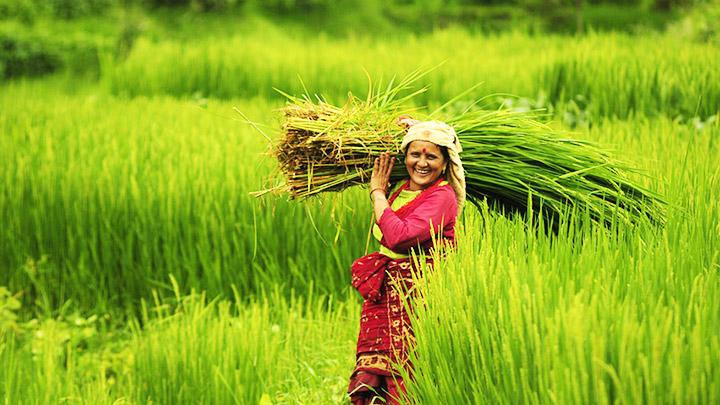 Giống lúa bản địa thích nghi với khí hậu địa phương. Ảnh: MONGABAY