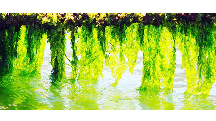 Như bức rèm trên mặt nước.