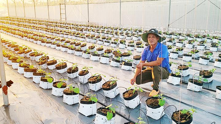 Anh Phương và vườn dưa lưới trong nhà kính.