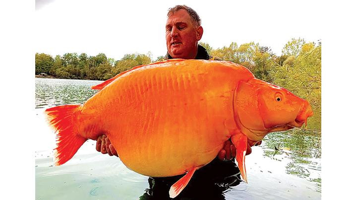 Câu được cá vàng“khổng lồ”