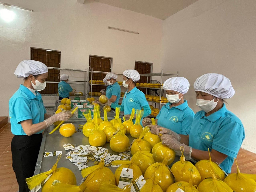 Công nhân Công ty RYB bọc lưới bưởi để đóng gói trước khi chuyển lên xe xuất khẩu sang Anh.