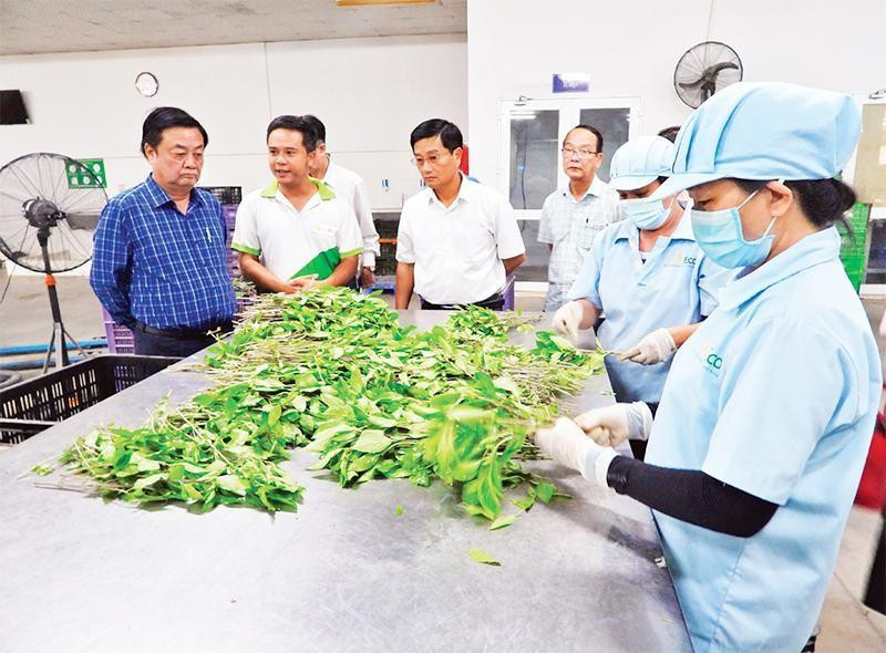 Đoàn công tác Bộ Nông nghiệp và Phát triển nông thôn khảo sát sản xuất rau sạch tại trang trại WinEco tại huyện Củ Chi. (Ảnh TRẦN TRUNG).