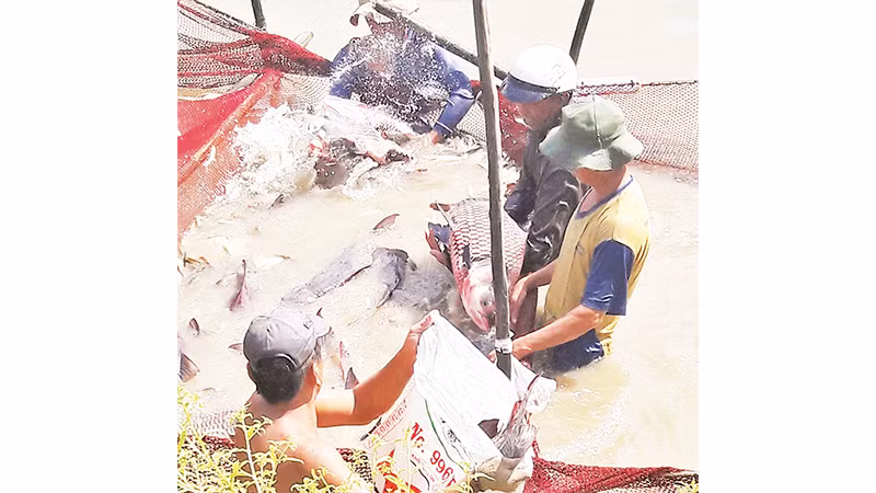 Nuôi cá hô thương phẩm ở tỉnh An Giang.