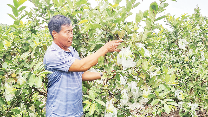 Một héc-ta ổi ruột hồng của ông Nguyễn Văn Sỹ ở ấp Phương Thạnh, xã Phương Bình cho thu nhập 120 triệu đồng/năm.