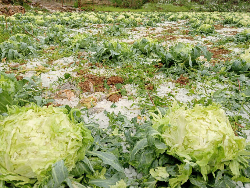 Mưa đá làm dập nát rau của bà con nhân dân.