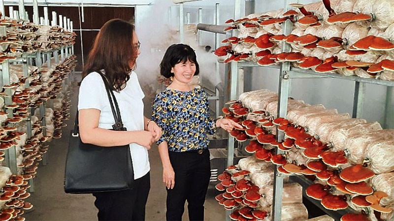 Mô hình trồng nấm linh chi tại Khu Nông nghiệp công nghệ cao Thành phố Hồ Chí Minh.