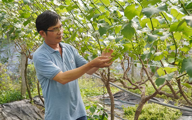 Một góc vườn nho mẫu đơn của nông dân Ngô Hùng Thắng. 