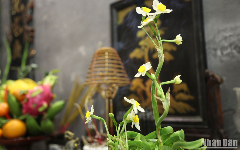Hoa thủy tiên chưng ban thờ ngày Tết. (Ảnh: KHIẾU MINH)