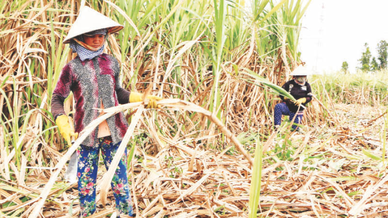 Nông dân huyện Cù Lao Dung, tỉnh Sóc Trăng thu hoạch mía.