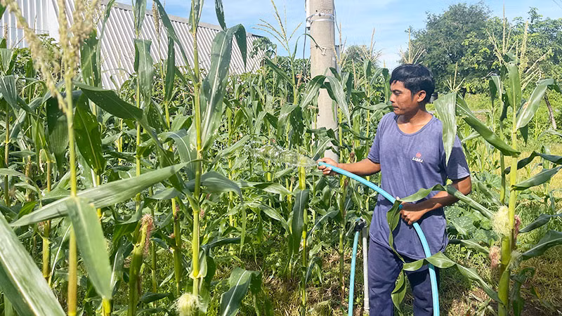 Anh Nguyễn Văn Keo (dân tộc Raglai, xã Hàm Cần, huyện Hàm Thuận Nam) chăm sóc ruộng ngô.