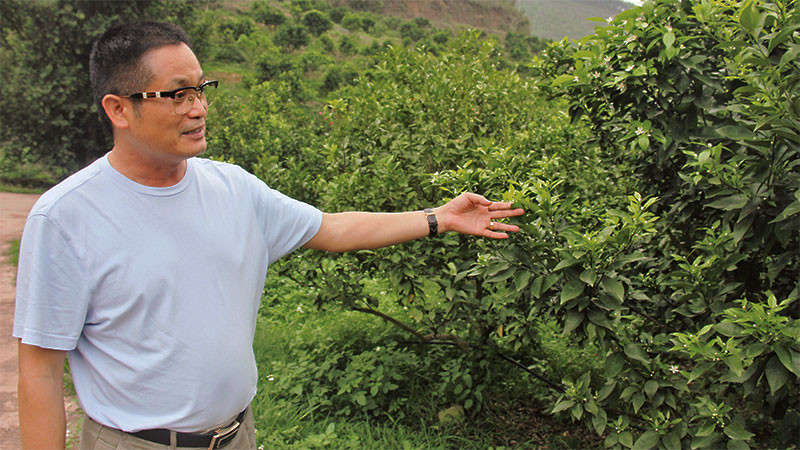 Ông Lê Minh Tuân kiểm tra khu vực trồng cây ăn quả tại trang trại.