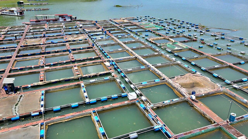 Nuôi cá lồng trên lòng hồ sông Đà.