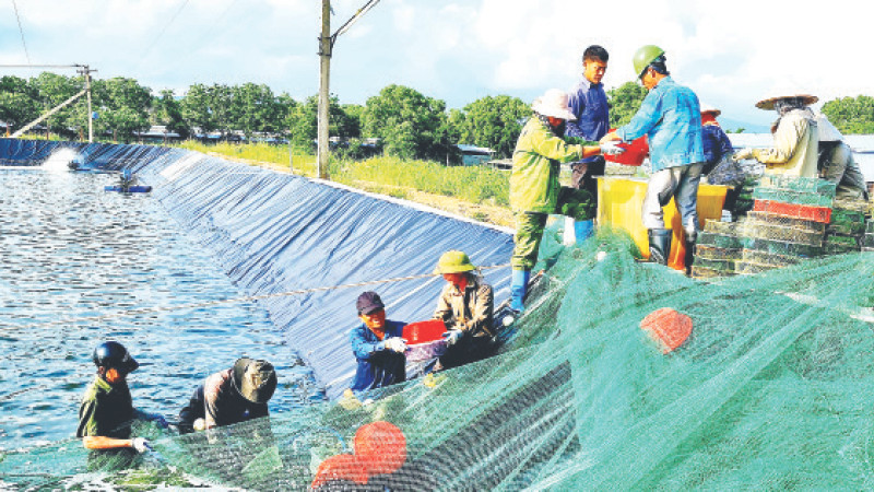 Thu hoạch tôm nuôi theo mô hình công nghệ cao ở thị xã Quảng Yên (Quảng Ninh).