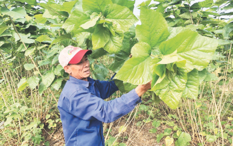 Gia đình ông Nguyễn Ngọc Khoa tham gia dự án nuôi tằm theo chuỗi giá trị cho thu nhập khá cao.