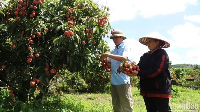 Tìm giải pháp gỡ khó cho xuất khẩu nông sản
