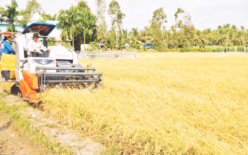 Nông dân tỉnh Sóc Trăng thu hoạch lúa hè thu.