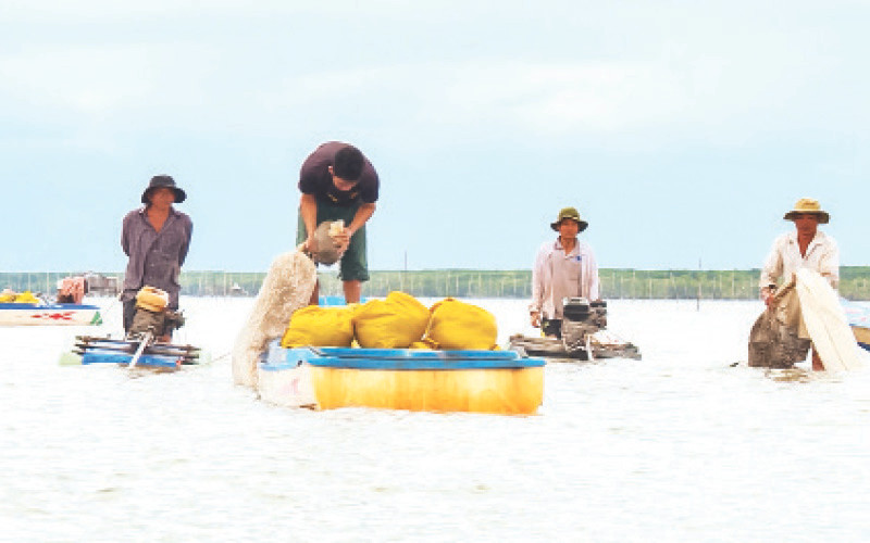 Nhiều người trang bị máy hút để khai thác nghêu giống. 