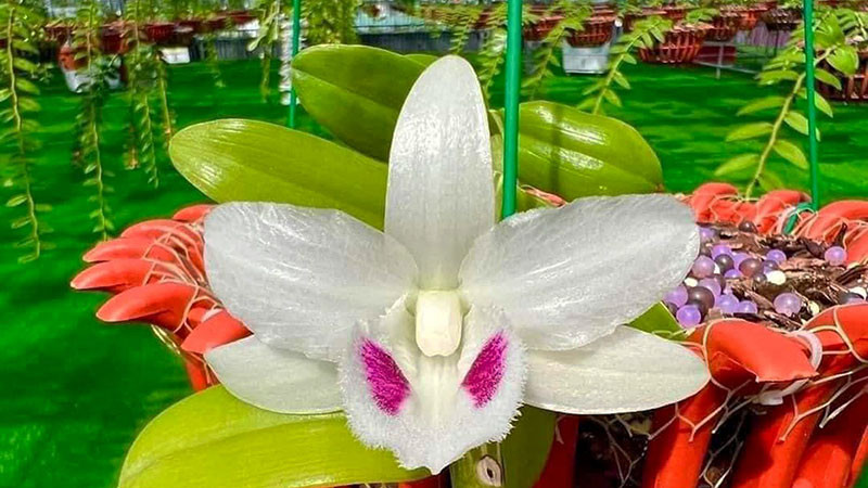 Mạng xã hội xuất hiện nhiều thông tin lan đột biến đang sốt giá trở lại. (Ảnh: VĂN BÌNH)