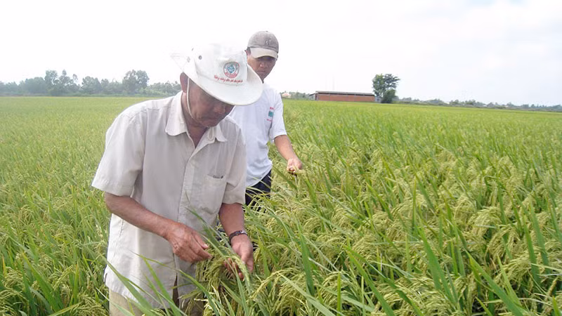 Nhiều giống lúa được nghiên cứu nhằm thích ứng biến đổi khí hậu.