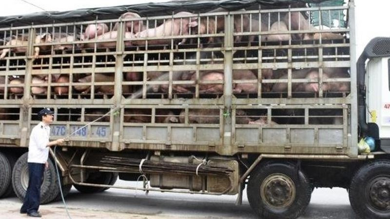 Thủ tướng Chính phủ vừa có Công điện về việc ngăn chặn, phát hiện và xử lý nghiêm các trường hợp nhập lậu lợn qua biên giới vào Việt Nam.