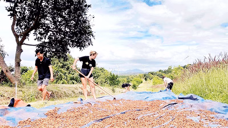 Tình nguyện viên nước ngoài trải nghiệm quy trình sản xuất cà-phê tại Fair Farm.