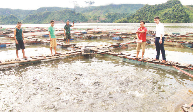 Từ nguồn vốn vay theo Nghị định 55, nhiều hộ nông dân vùng sông Đà, huyện Quỳnh Nhai đã phát triển hiệu quả nghề nuôi cá lồng.