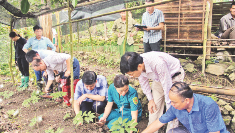 Cán bộ Sở Khoa học và Công nghệ tỉnh Bắc Kạn kiểm tra việc thu thập giống loài sâm mới phát hiện tại huyện Ba Bể. (Ảnh NGUYỄN HÙNG)