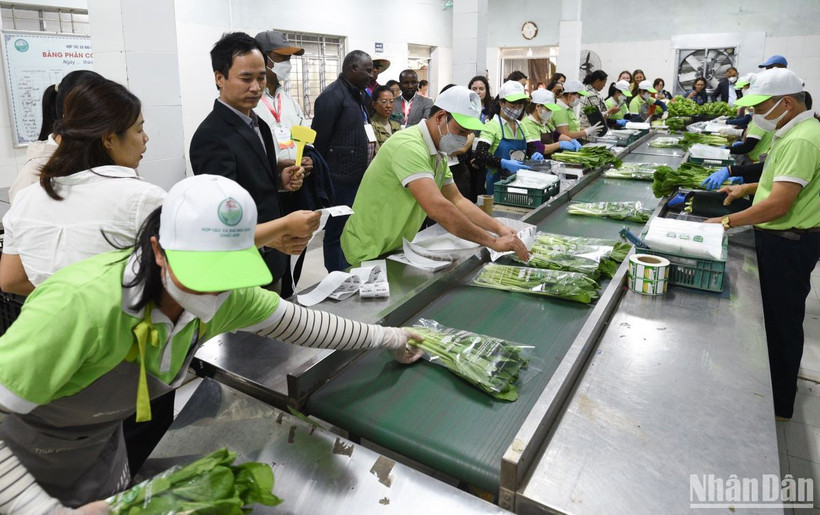 Việt Nam đang làm tốt vai trò lãnh đạo của mình trong chuyển đổi hệ thống lương thực thực phẩm.