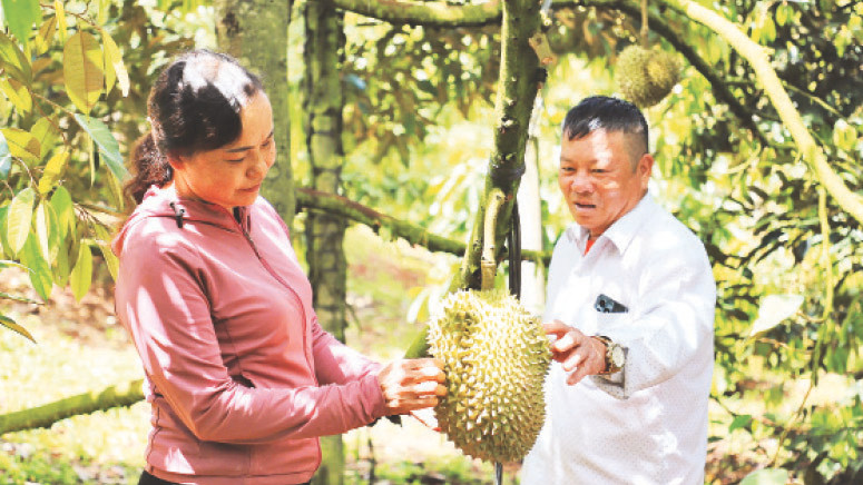 Vườn sầu riêng của gia đình chị Hoàng Thị Bình (xã Đắk N’Drót, huyện Đăk Mil) phát triển tốt, đạt sản lượng cao hơn khoảng 1,3 lần so với trước. 