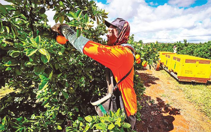 Công nhân thời vụ hái cam tại một vườn cây ăn quả ở Griffith, NewSouth Wales.