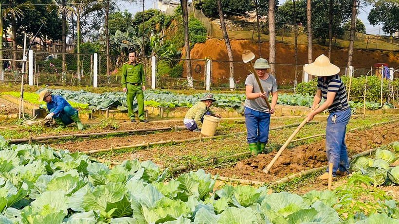 Sản xuất rau xanh tại cơ sở.