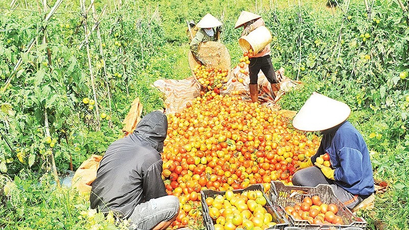 Nhiều doanh nghiệp cho rằng đối với ngành hàng nông sản, việc công bố hợp quy và chứng nhận quy chuẩn đang là một gánh nặng cho các doanh nghiệp.