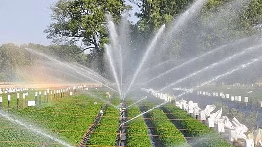 Cách mạng xanh 4.0 là sự kết hợp của các công nghệ hiện đại như trí tuệ nhân tạo, dữ liệu lớn, công nghệ sinh học và số hóa trong sản xuất nông nghiệp.