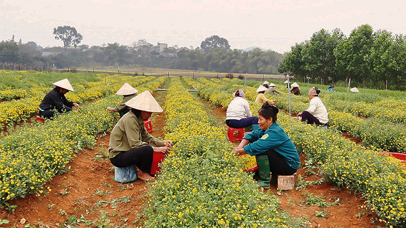 Nhờ ổn định tình hình và từng bước chuyển đổi hiệu quả cơ cấu cây trồng, xã Vật Lại (huyện Ba Vì) đã hoàn thành mục tiêu nông thôn mới.