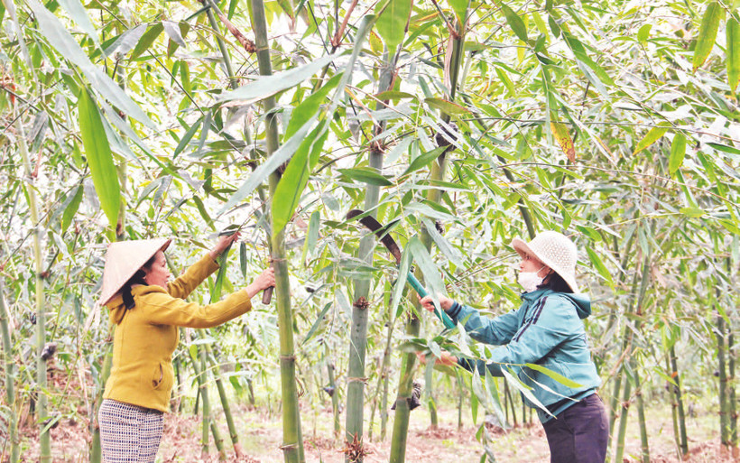 Chị em phụ nữ thôn Nam Thành cùng chăm sóc vườn măng.