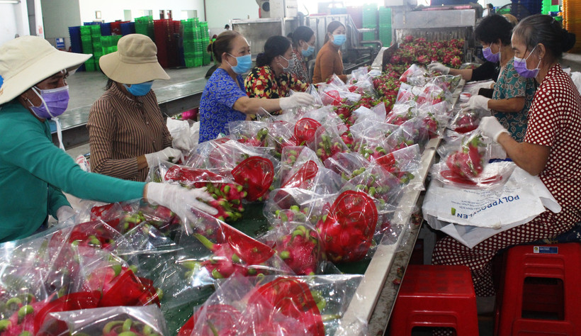 Hợp tác xã Thanh Phú Long (xã Thanh Phú Long, huyện Châu Thành, tỉnh Long An) đóng hàng thanh long xuất khẩu sang Trung Quốc. (Ảnh: PHONG THANH)
