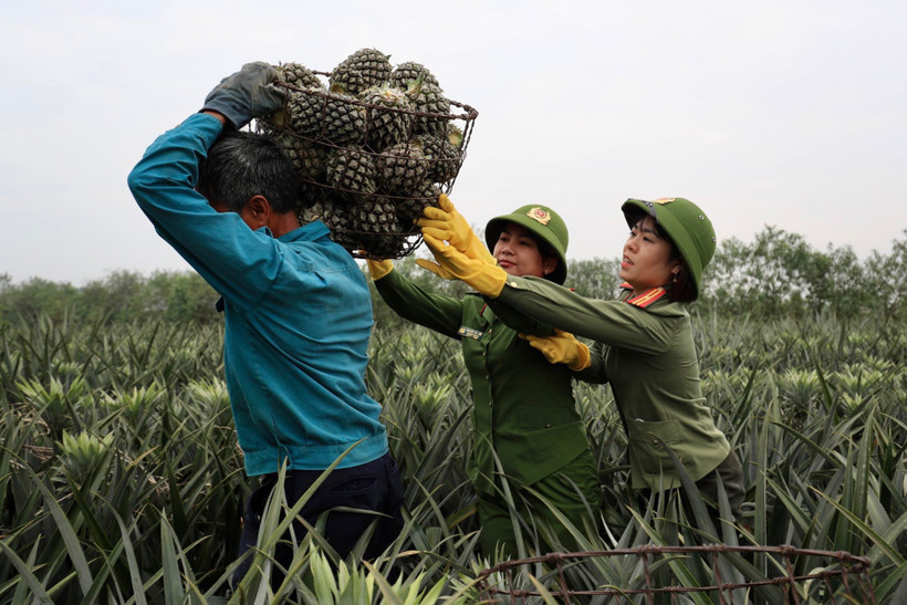 Hội viên Phụ nữ Bộ Công an hỗ trợ người dân thu hoạch dứa. (Ảnh: TRƯỜNG HUY)