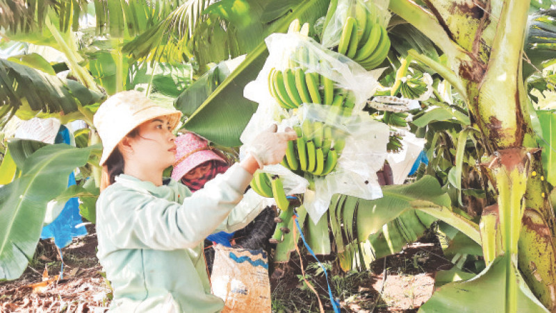  Nông dân tỉnh Bình Phước trồng chuối cấy mô xuất khẩu. 
