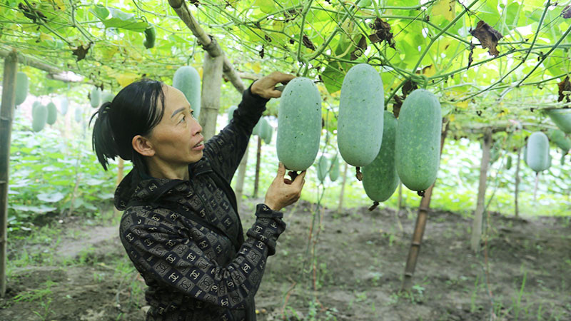 Bắc Kạn thành công trong chuyển đổi nhiều diện tích đất ruộng sang trồng cây đặc sản, giá trị kinh tế cao. Trong ảnh: Cây bí xanh thơm trồng trên đất ruộng tại Ba Bể mang lại hiệu quả kinh tế gấp ba đến bốn lần so với trồng lúa.