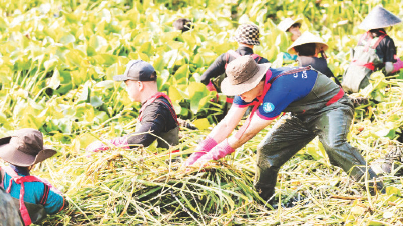 Đoàn viên, thanh niên các đơn vị, địa phương vớt lục bình, rác dưới kênh.